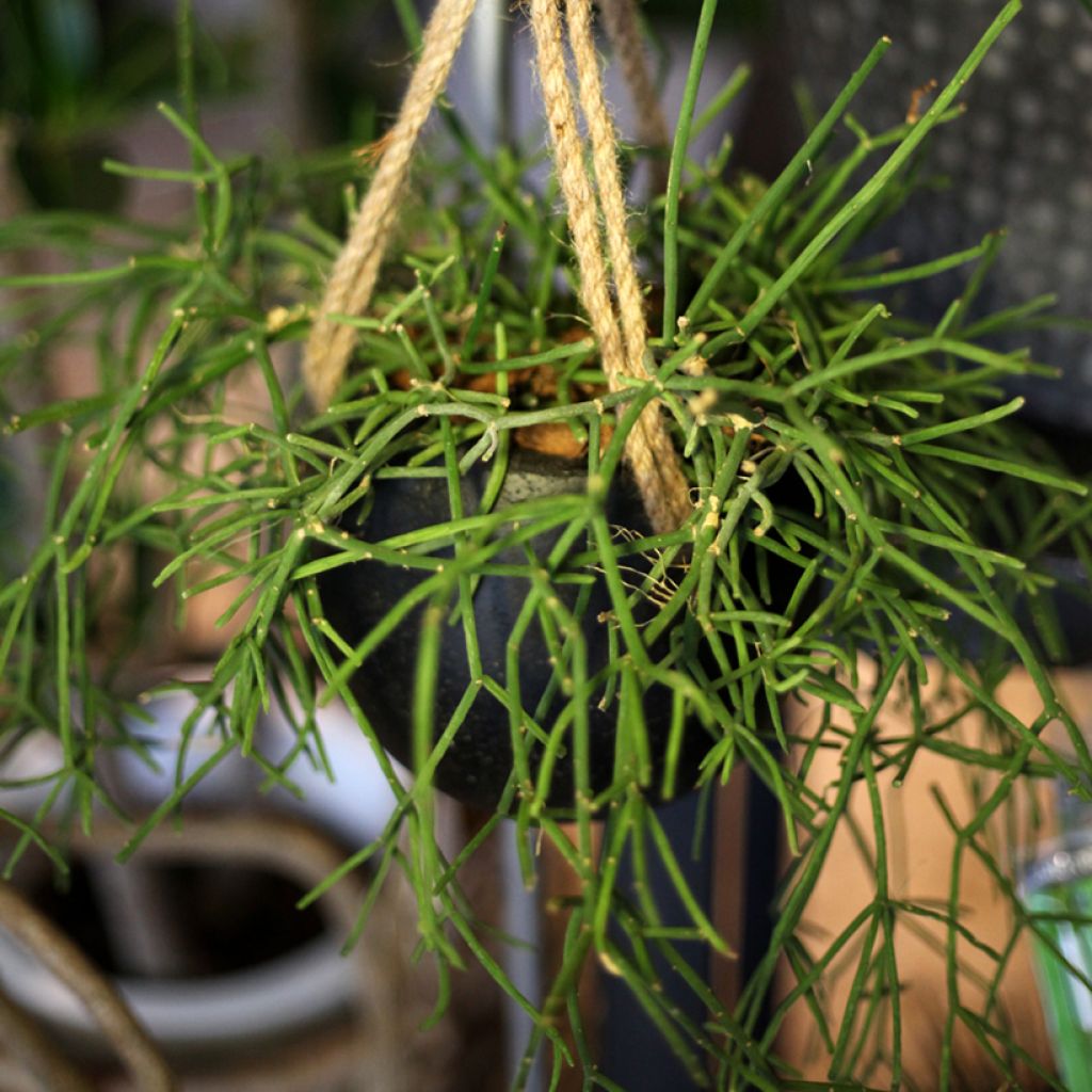 Euphorbia tirucalli