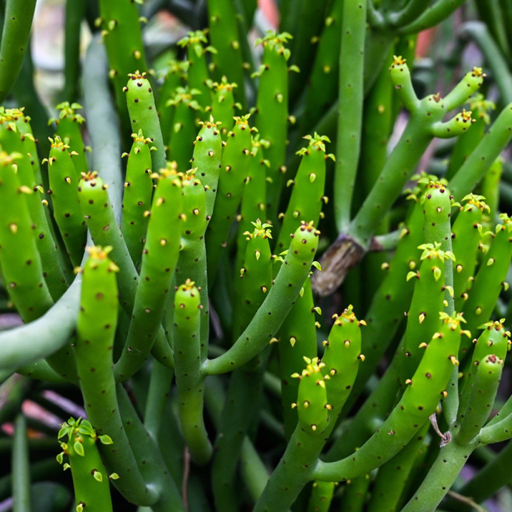 Euphorbia tirucalli