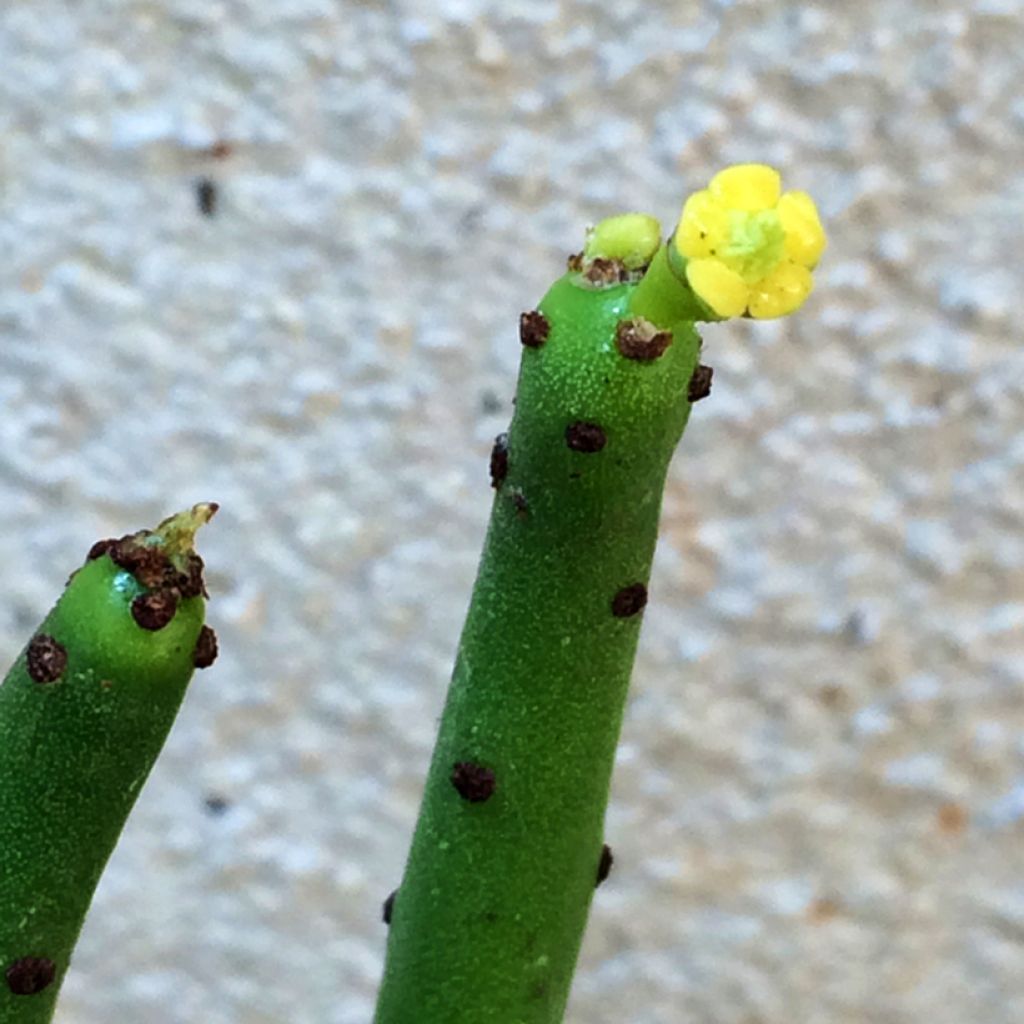 Euphorbia tirucalli