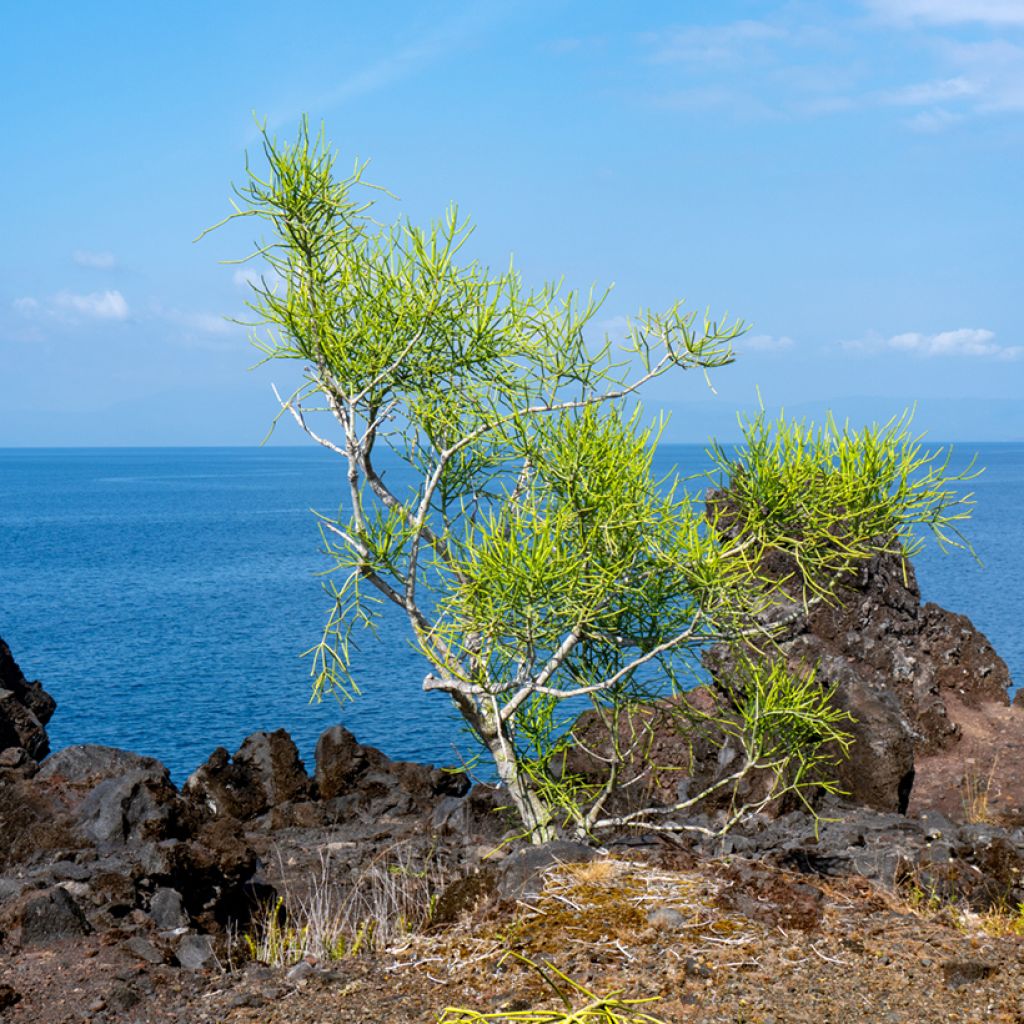 Euphorbia tirucalli