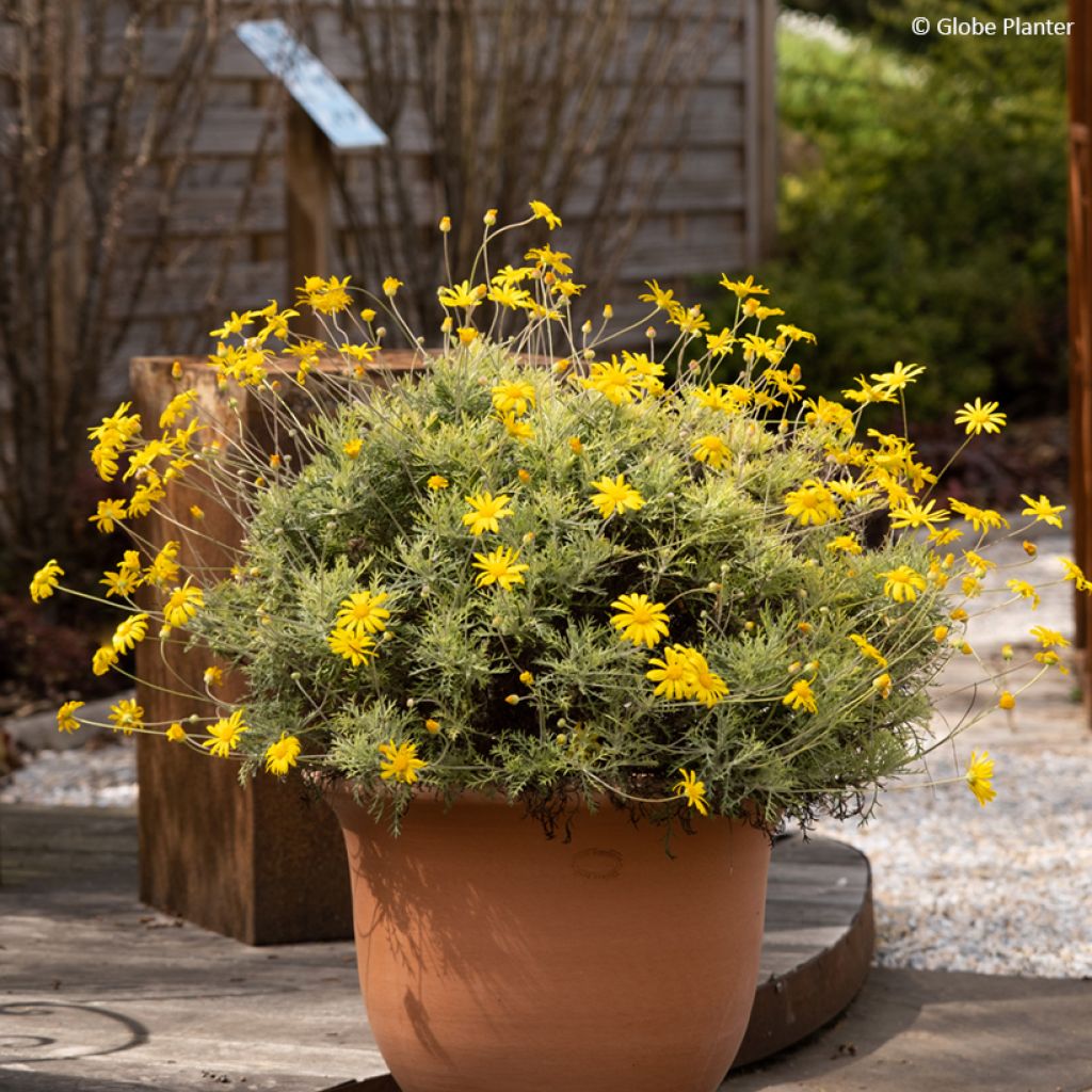 Euryops Infinity - Margarita de la sabana