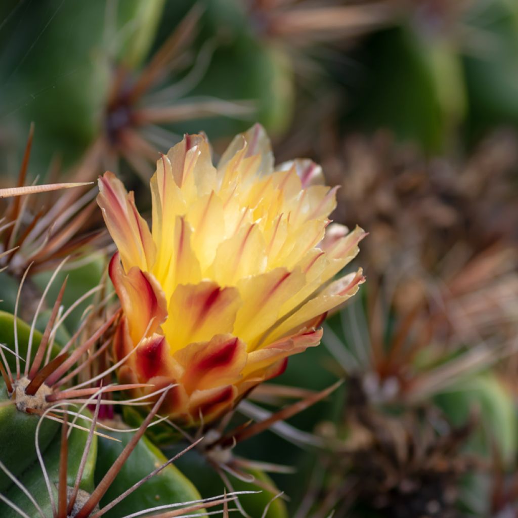 Ferocactus robustus - Cactus tonneau