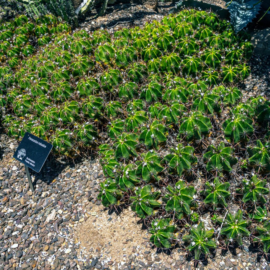 Ferocactus robustus - Cactus tonneau