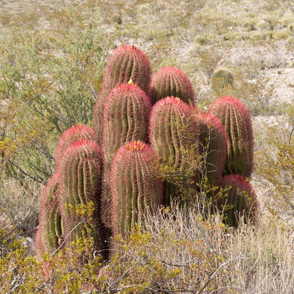 Ferocactus stainesii - Cactus