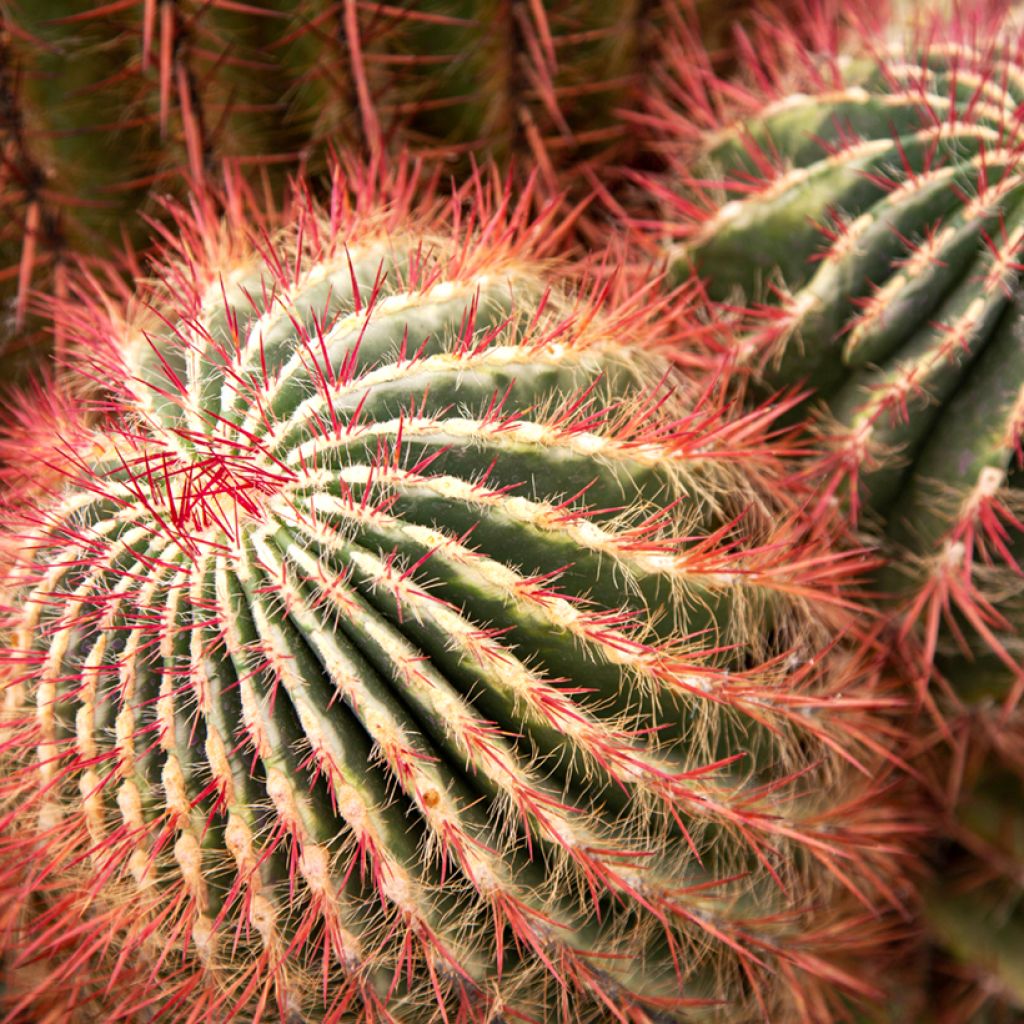 Ferocactus stainesii - Cactus