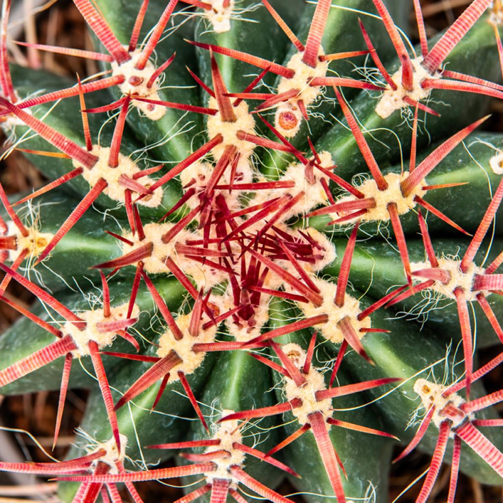 Ferocactus stainesii - Cactus