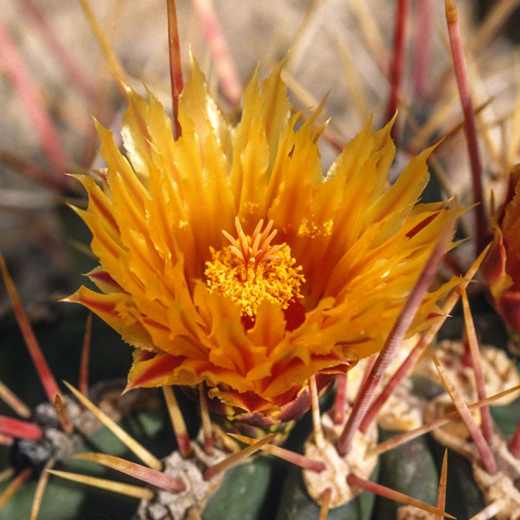 Ferocactus stainesii - Cactus