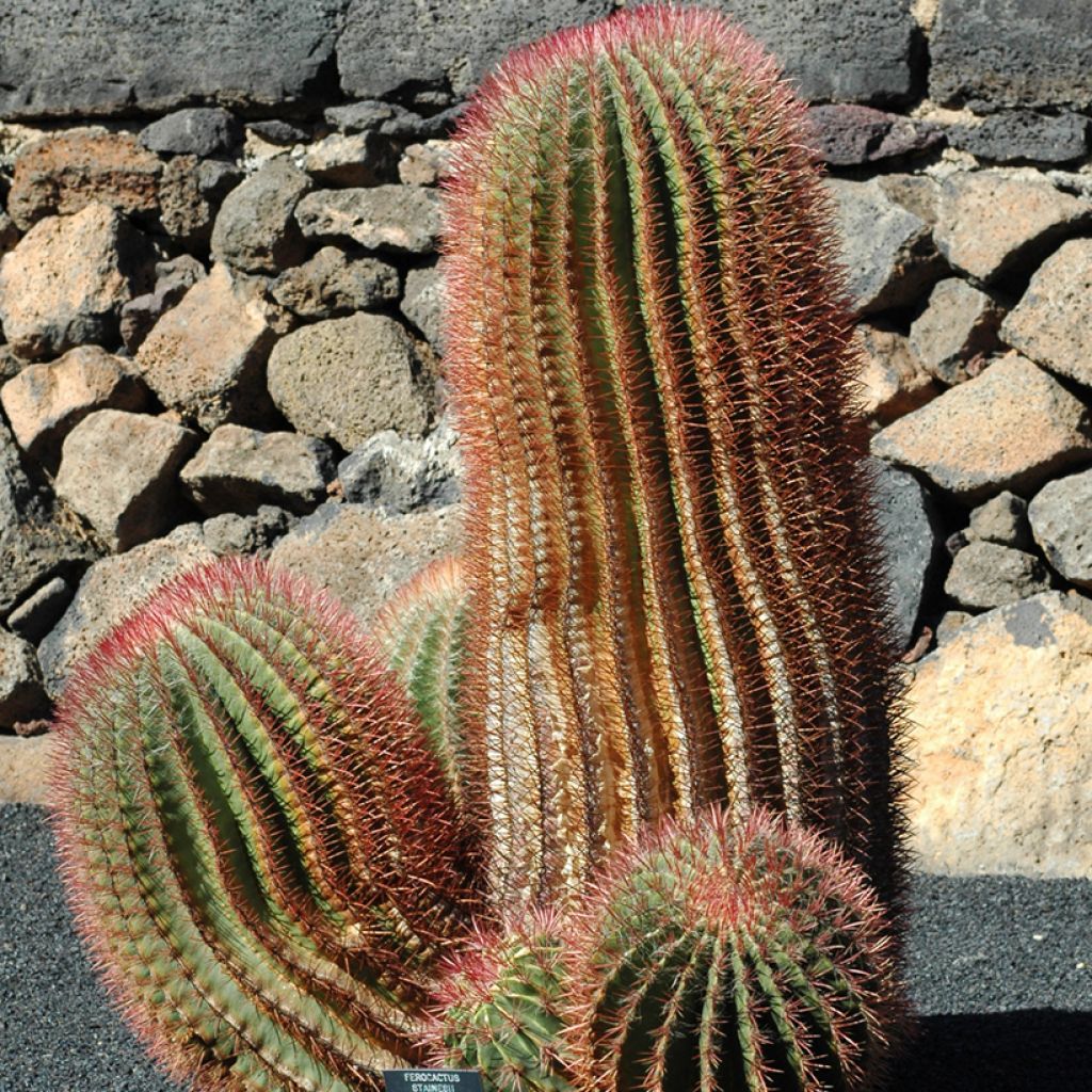 Ferocactus stainesii var. pilosus - Cactus