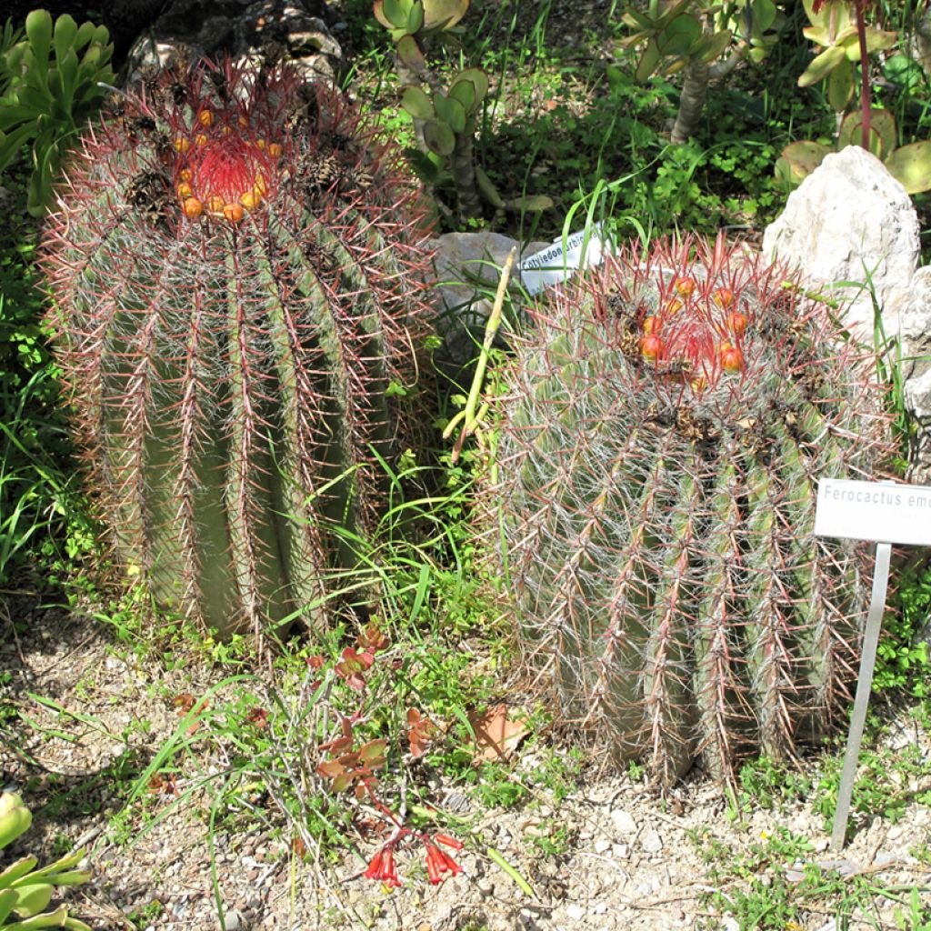 Ferocactus emoryi - Cactus tonneau rouge