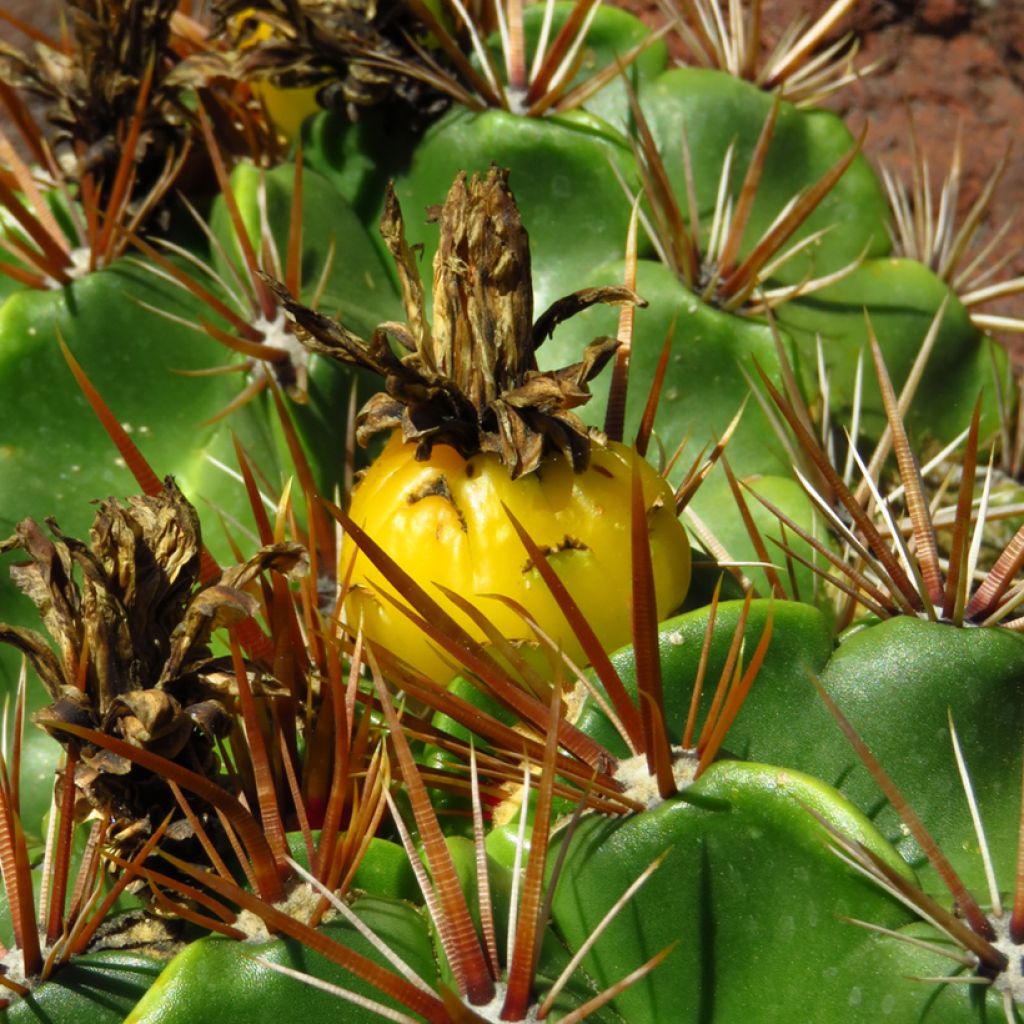 Ferocactus robustus - Cactus tonneau