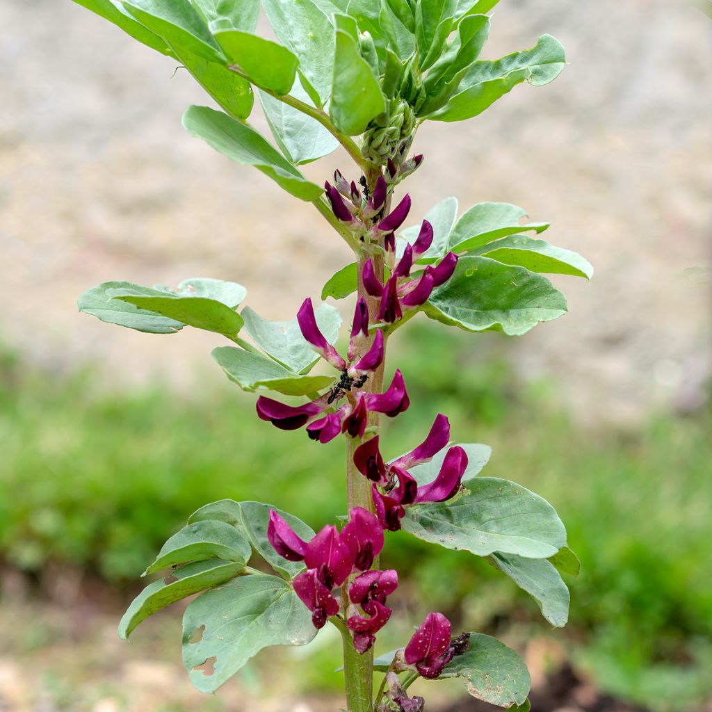 Haba Crimson Flowered