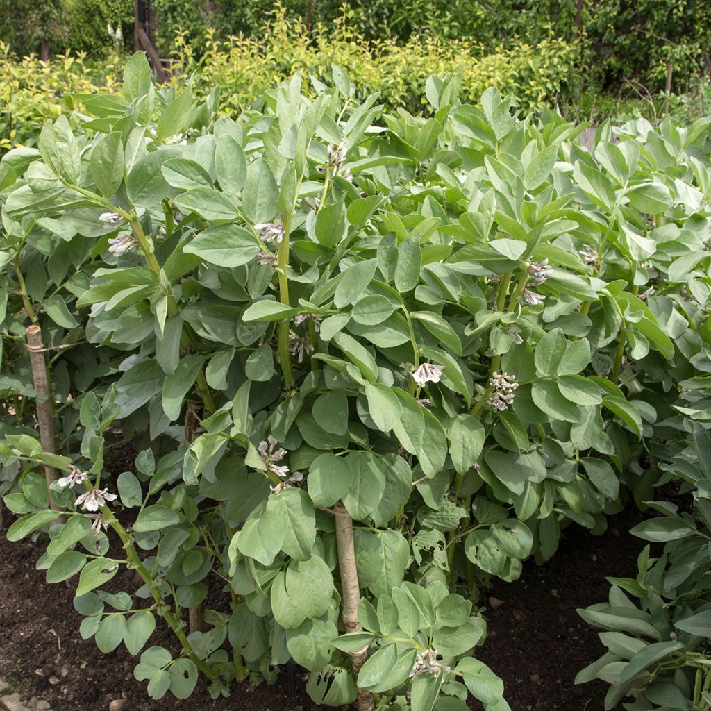 Haba Masterpiece Green Longpod