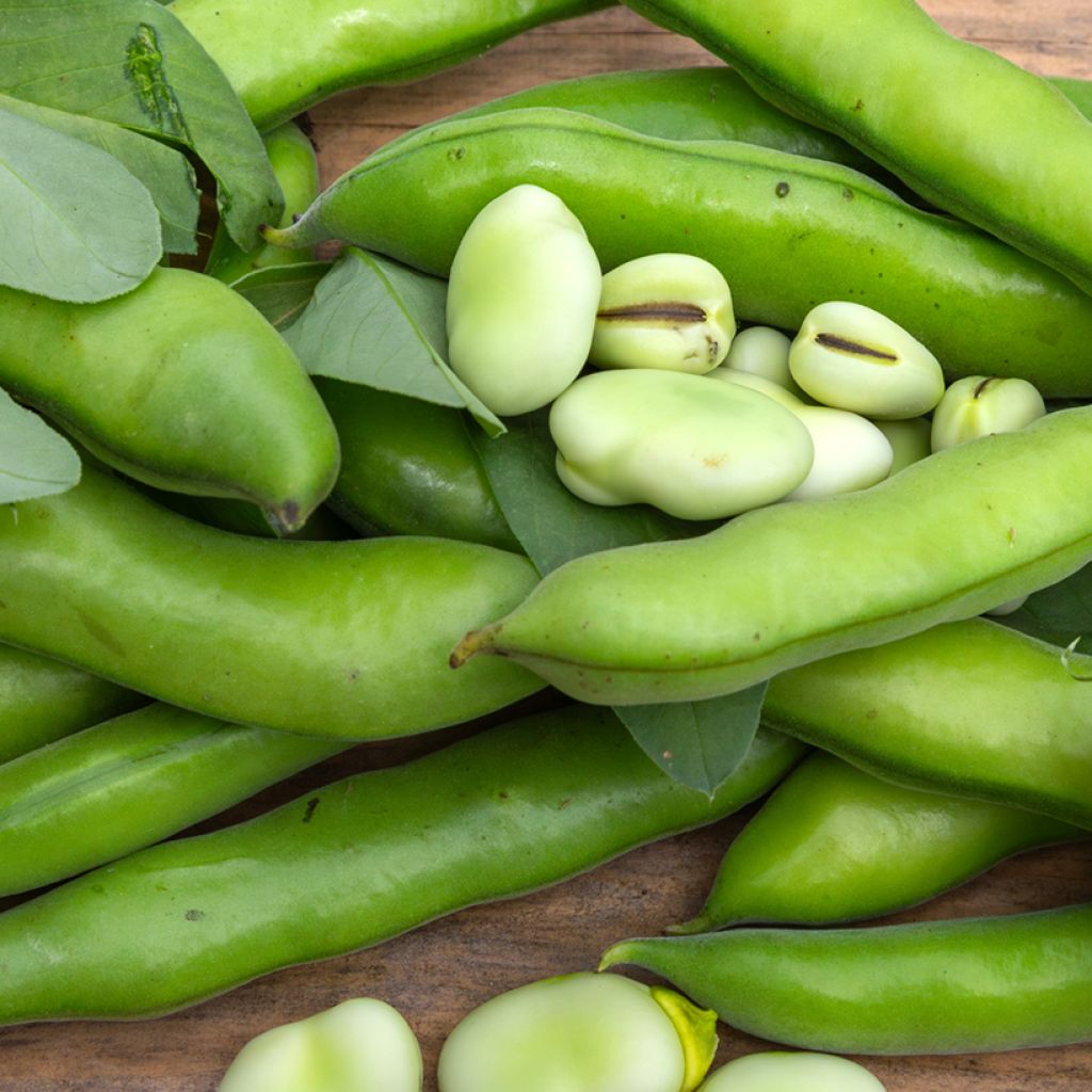 Vicia faba Aguadulce - Fève des marais, Fèverole, Fève des potagers