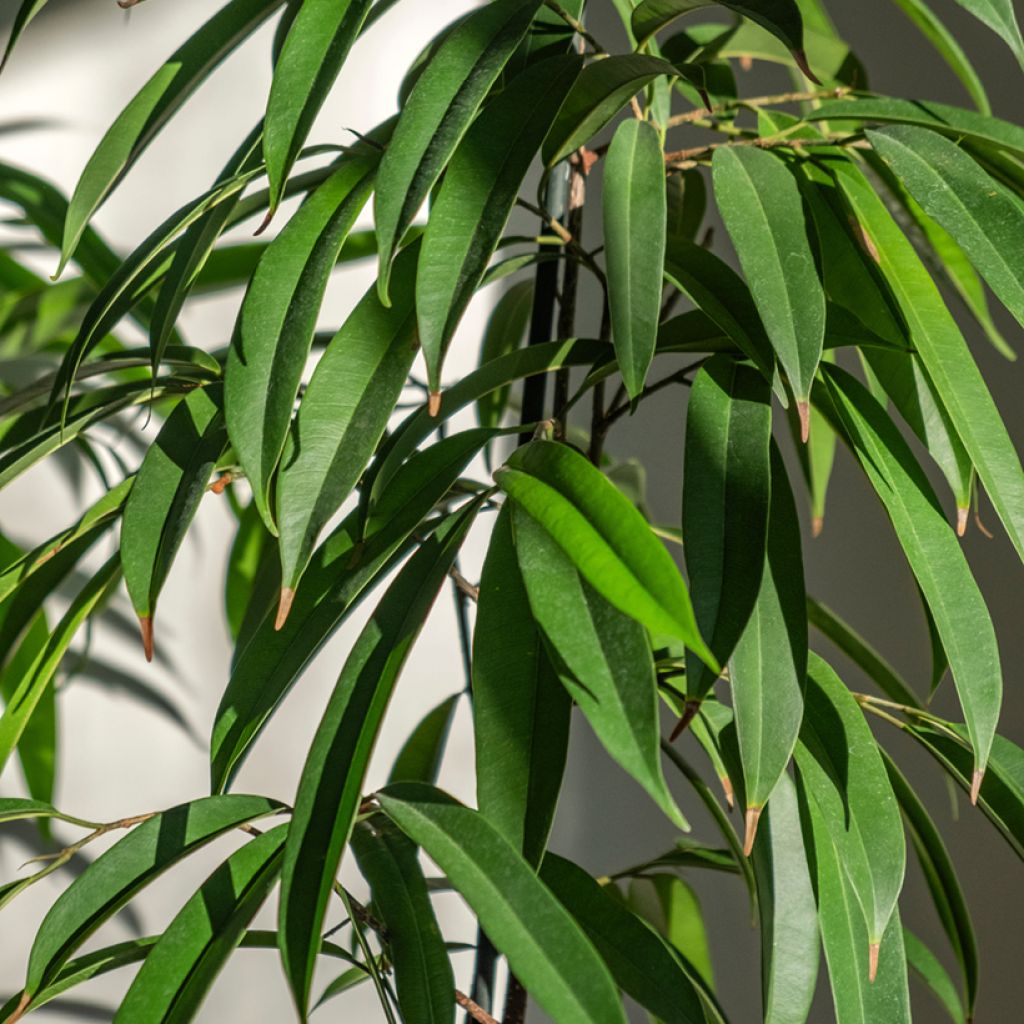 Ficus Alii