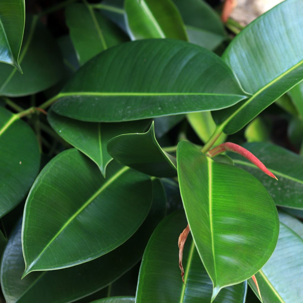 Ficus Melany - Ficus elástica
