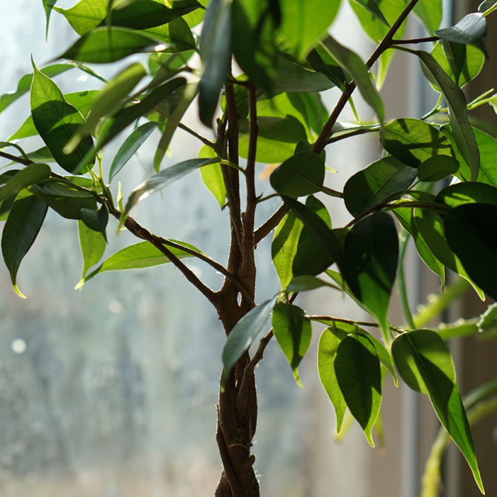 Ficus Natasja -  - Figuier pleureur nain