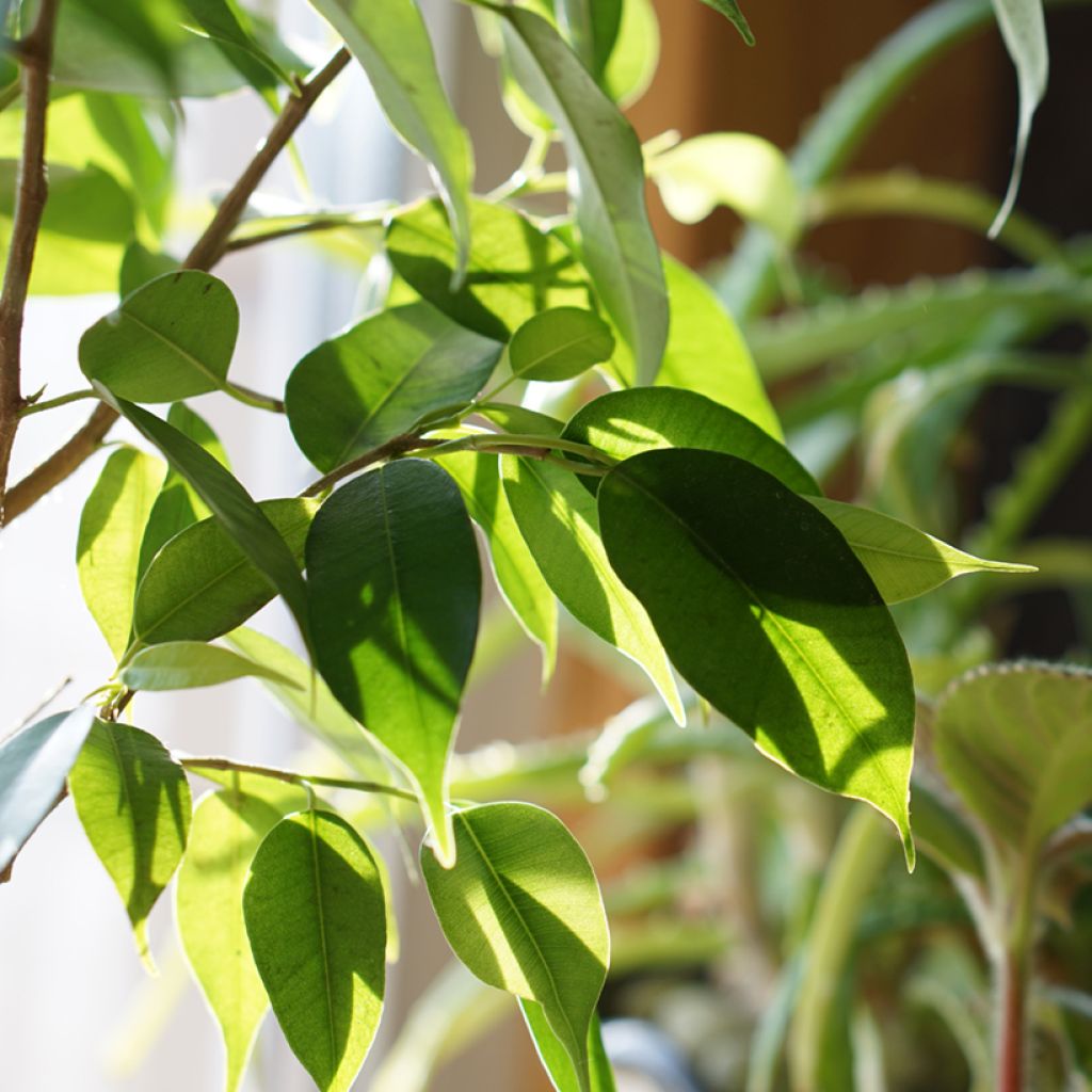 Ficus Natasja -  - Figuier pleureur nain