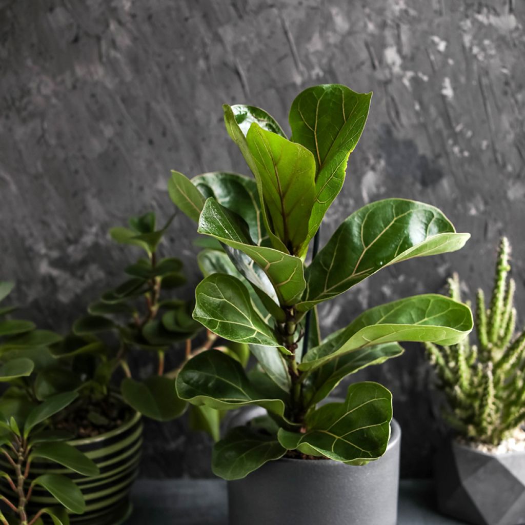 Ficus lyrata