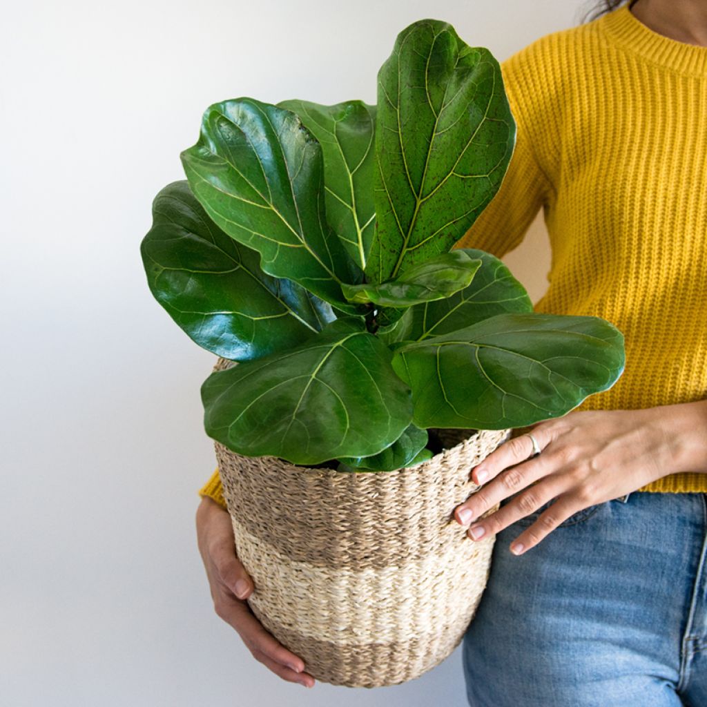 Ficus lyrata