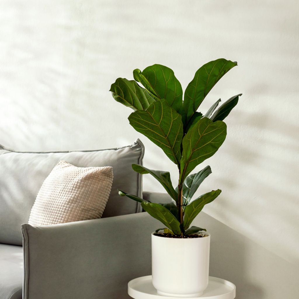 Ficus lyrata
