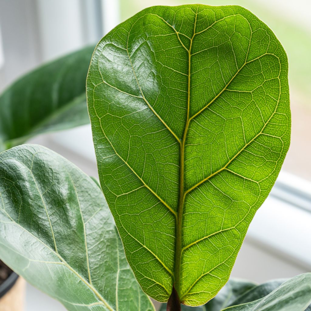Ficus lyrata
