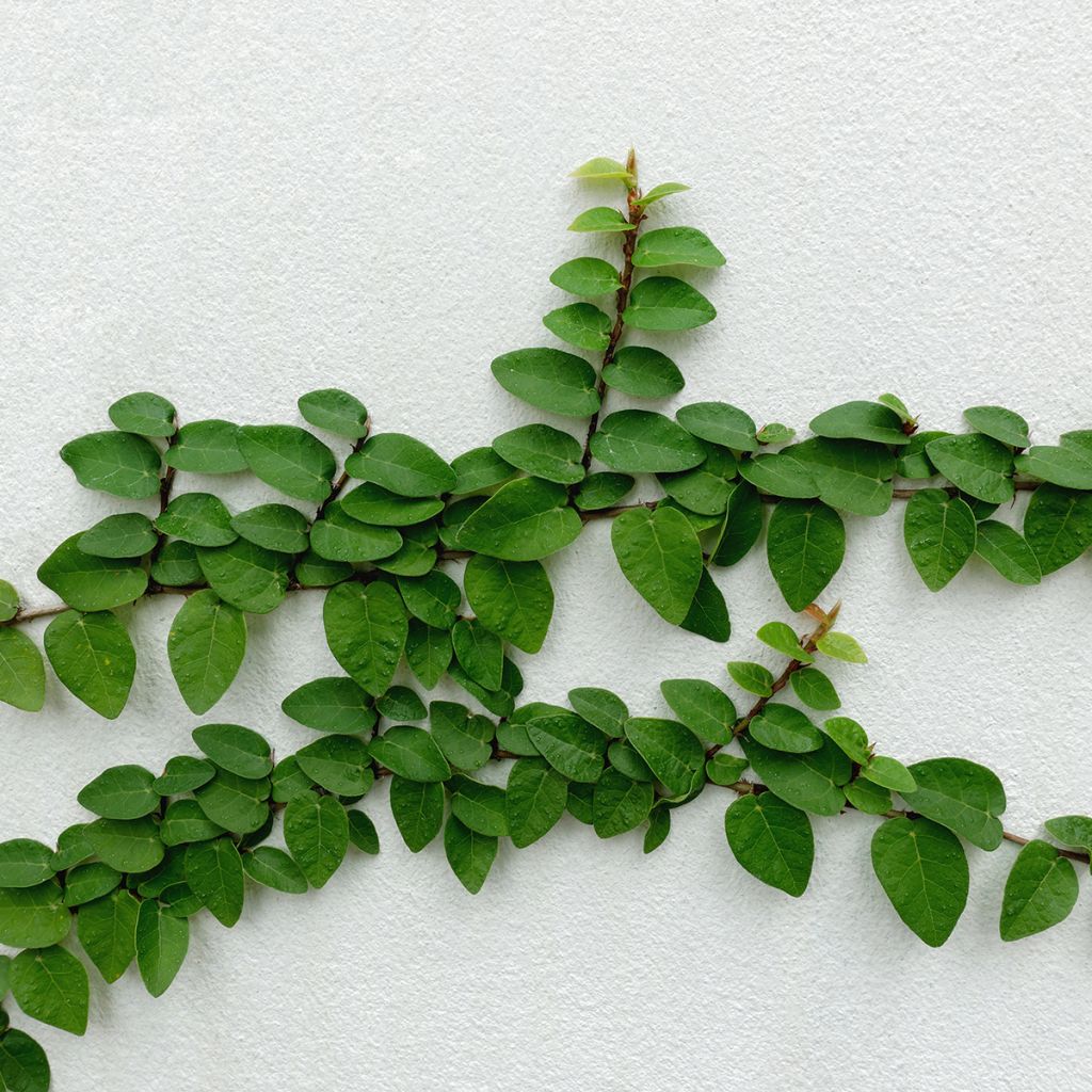Ficus pumila Arina - Ficus repens