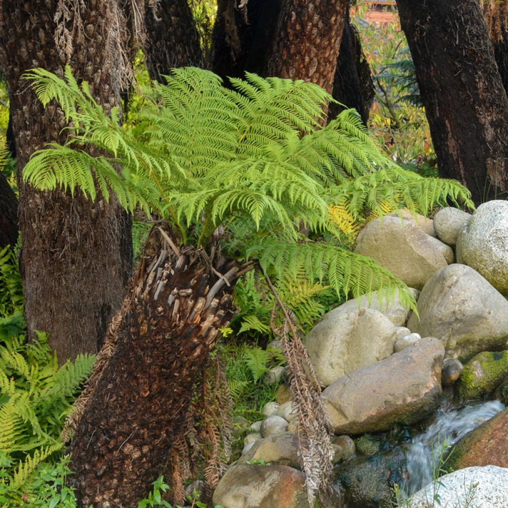 Dicksonia antarctica - Helecho arborescente