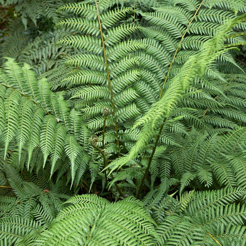 Dicksonia antarctica - Helecho arborescente