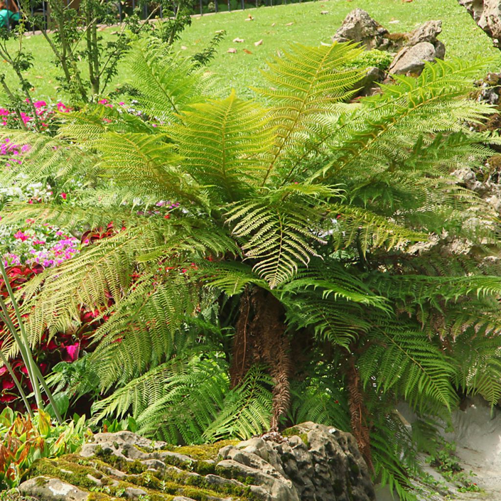 Dicksonia antarctica - Helecho arborescente