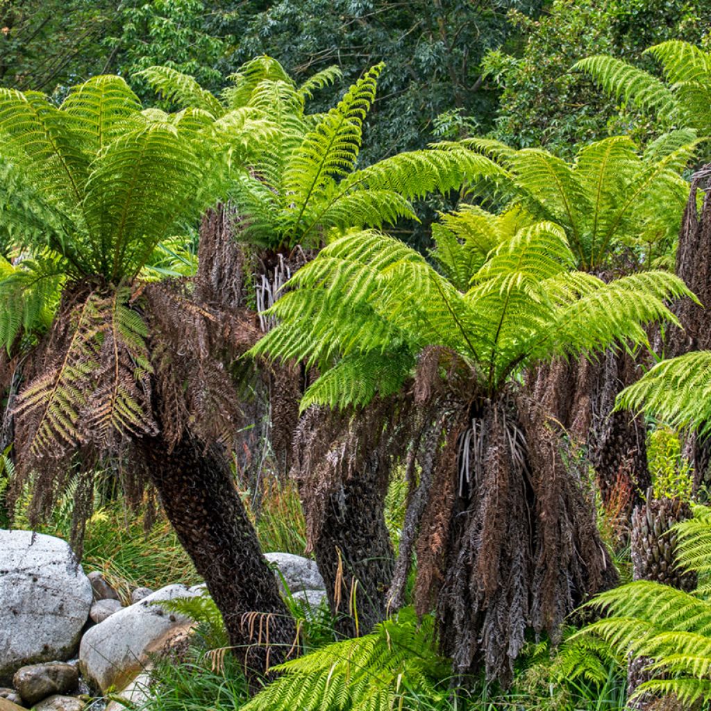 Dicksonia antarctica - Helecho arborescente