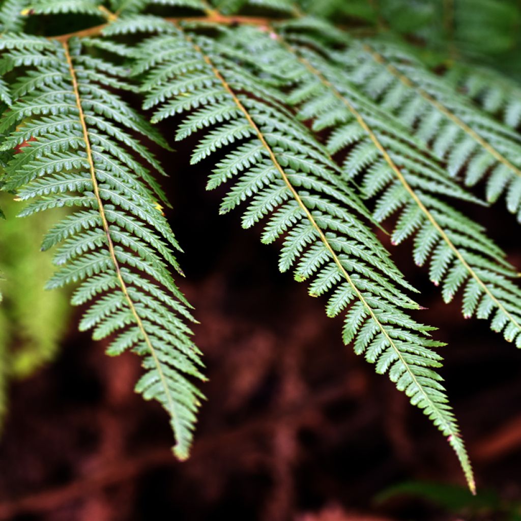 Dicksonia fibrosa - Helecho arborescente