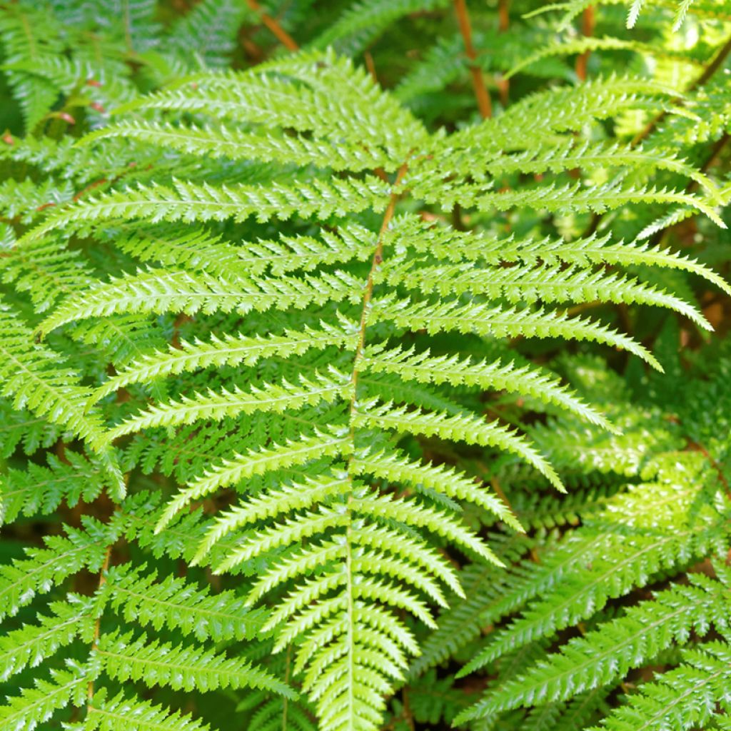 Dicksonia fibrosa - Helecho arborescente
