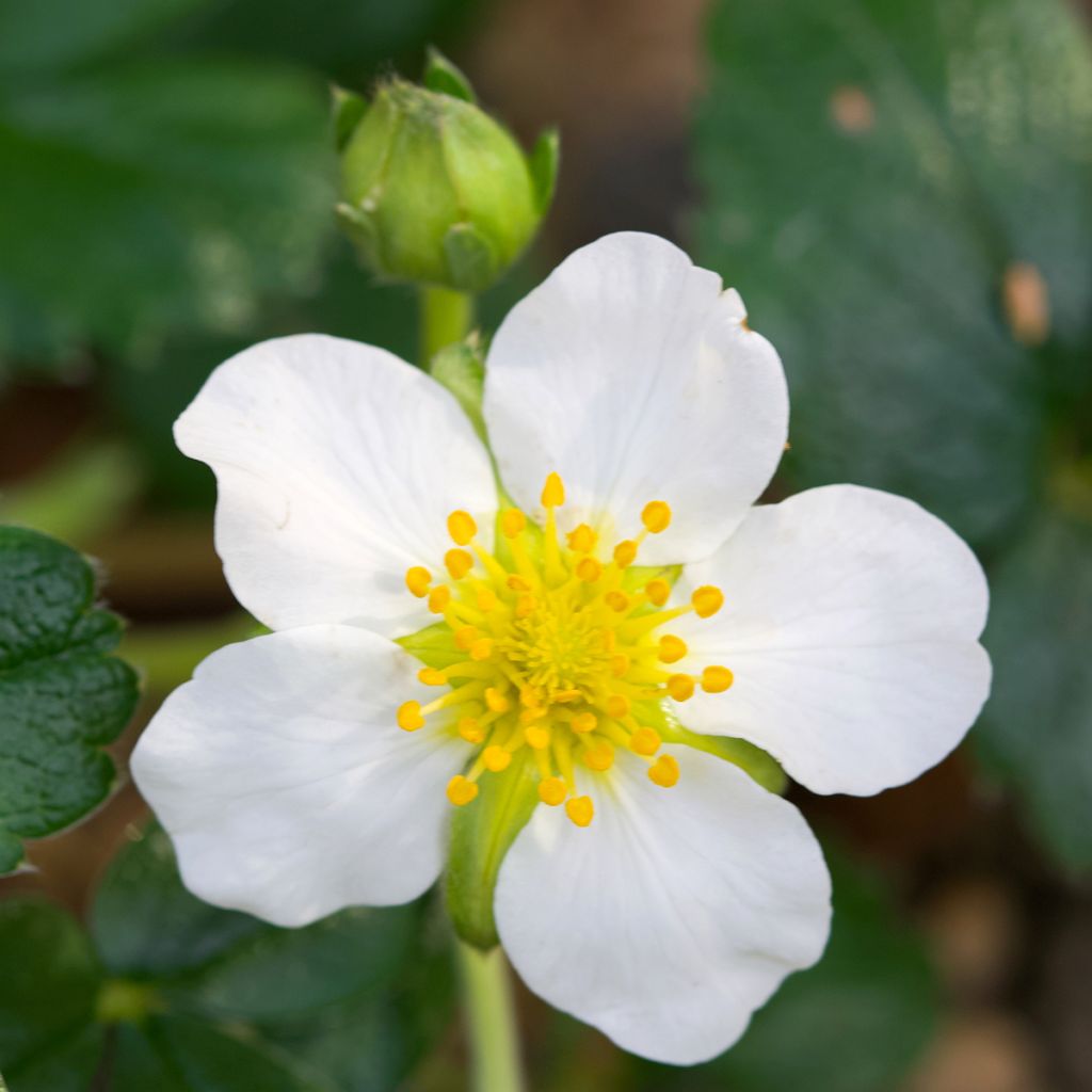 Frutilla chilena - Fragaria chiloensis