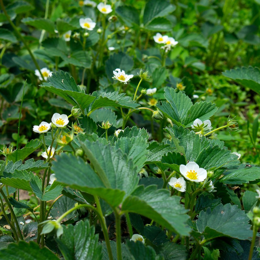 Frutilla chilena - Fragaria chiloensis