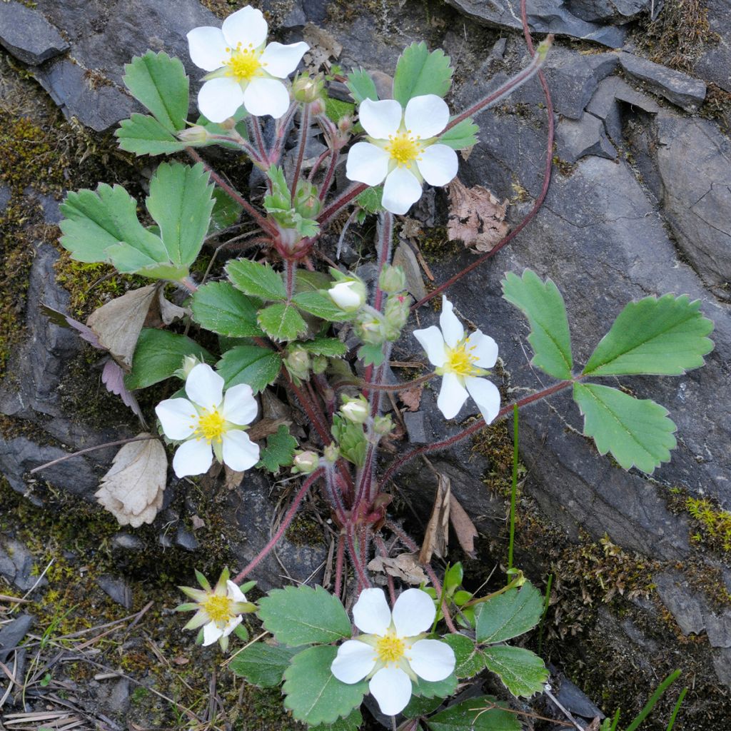 Frutilla chilena - Fragaria chiloensis