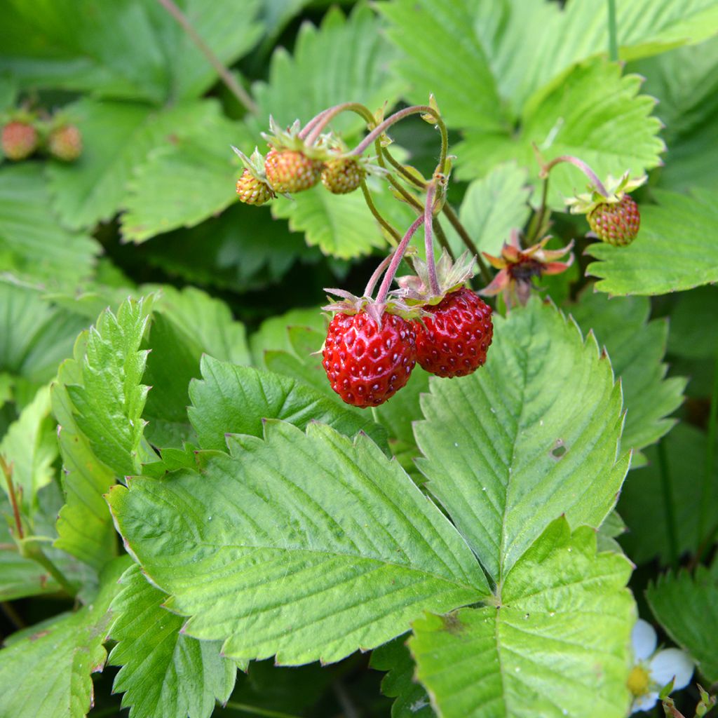 Frutilla chilena - Fragaria chiloensis