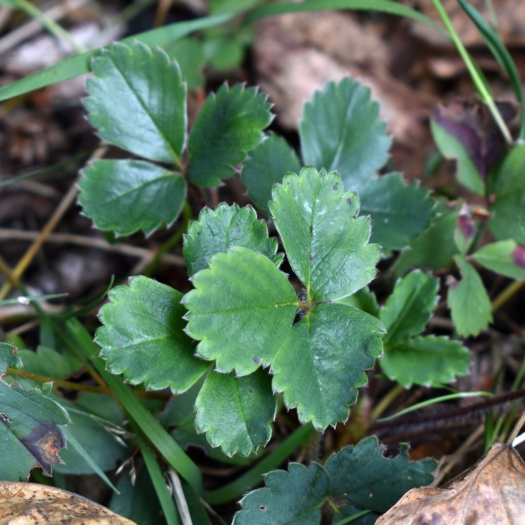 Frutilla chilena - Fragaria chiloensis
