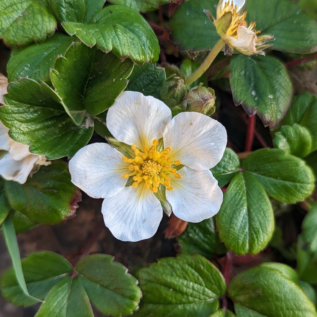Frutilla chilena - Fragaria chiloensis