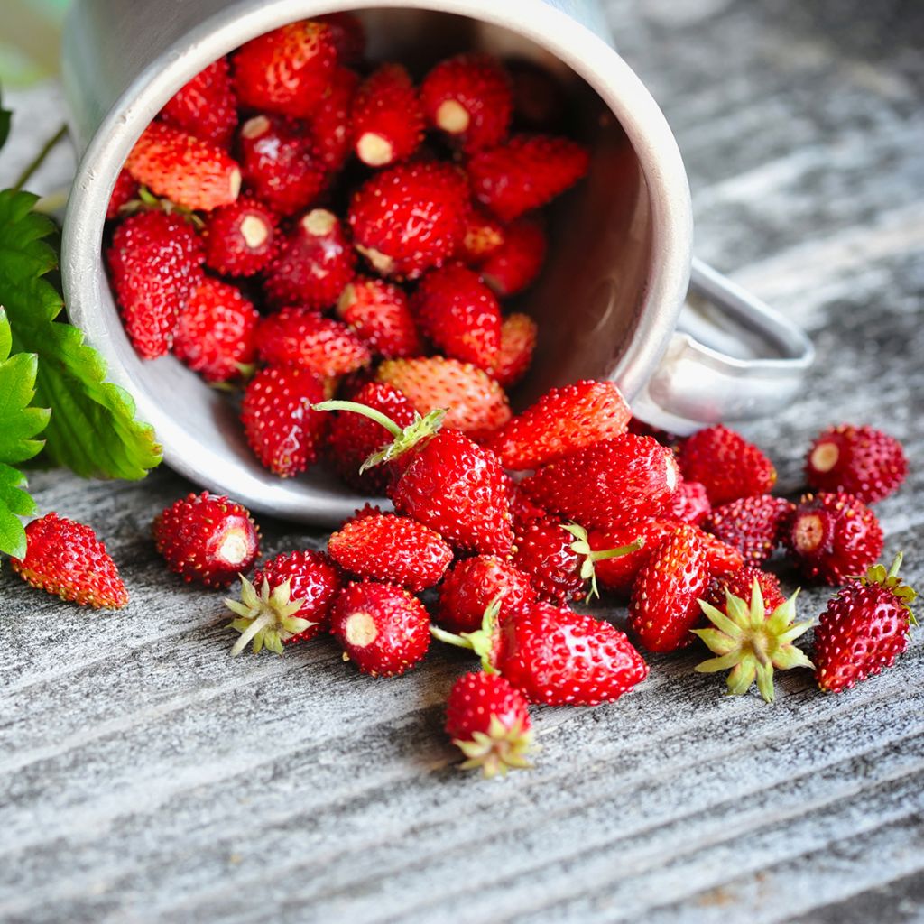 Fresa de las 4 estaciones - Fragaria vesca