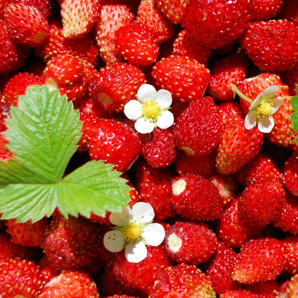 Fresa de las 4 estaciones - Fragaria vesca