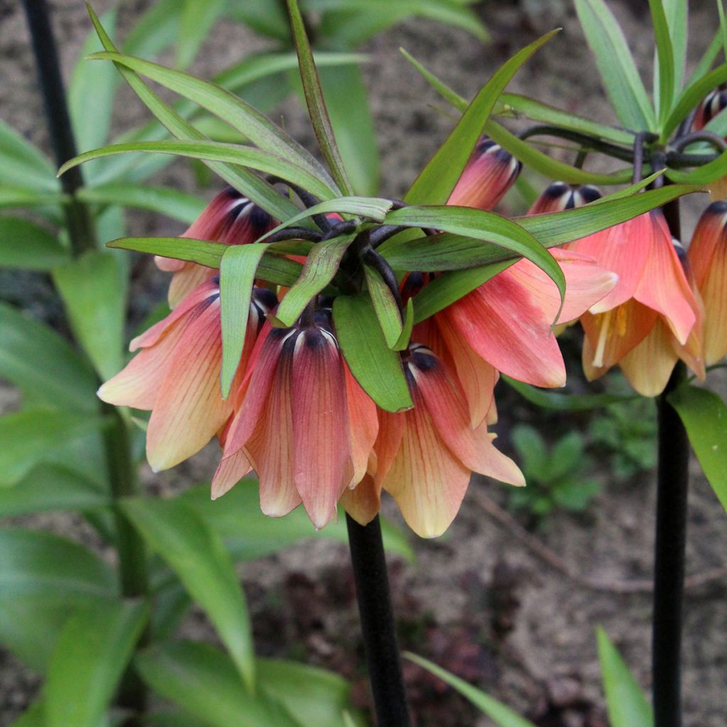 Fritillaria imperialis Orange Beauty - Corona imperial