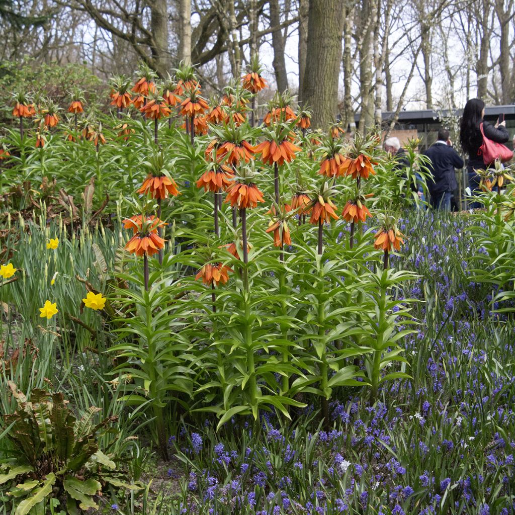 Fritillaria imperialis Orange Beauty - Corona imperial