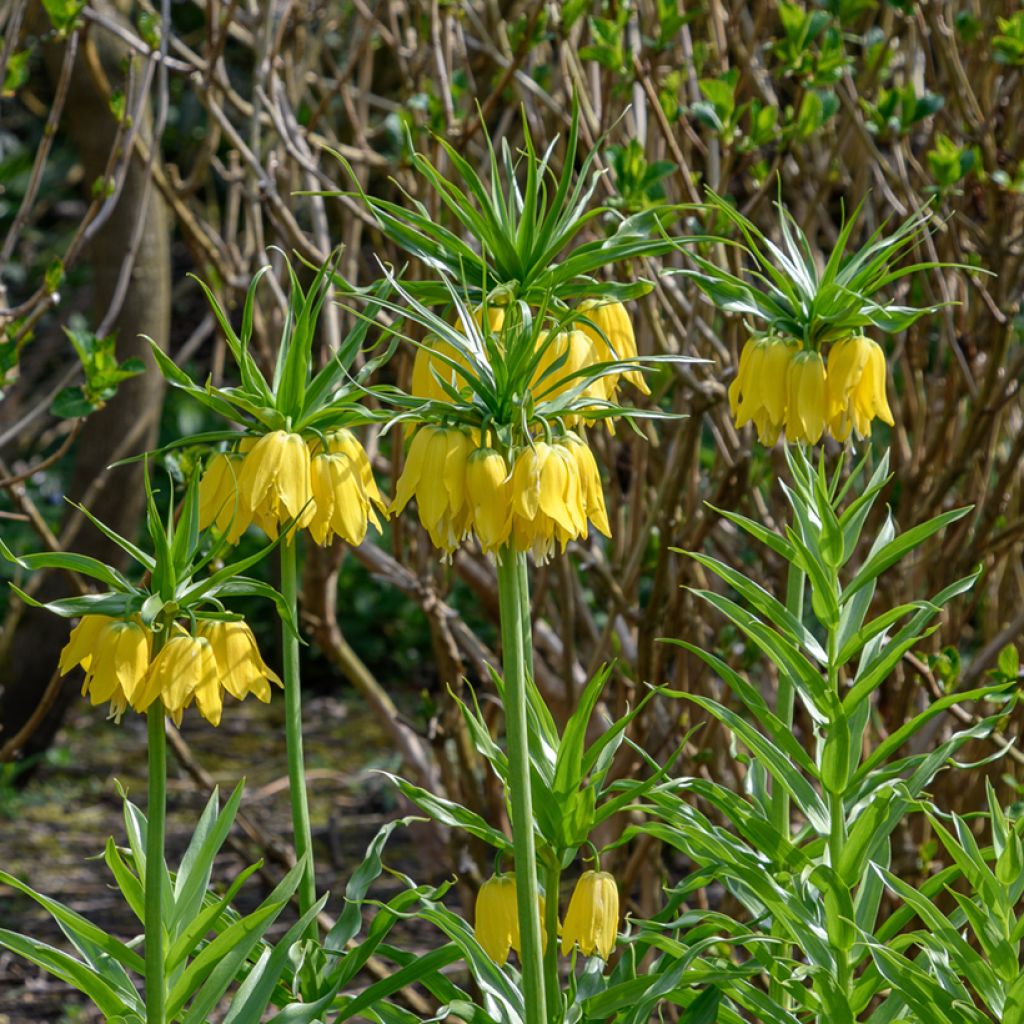 Fritillaria imperialis Lutea - Corona imperial