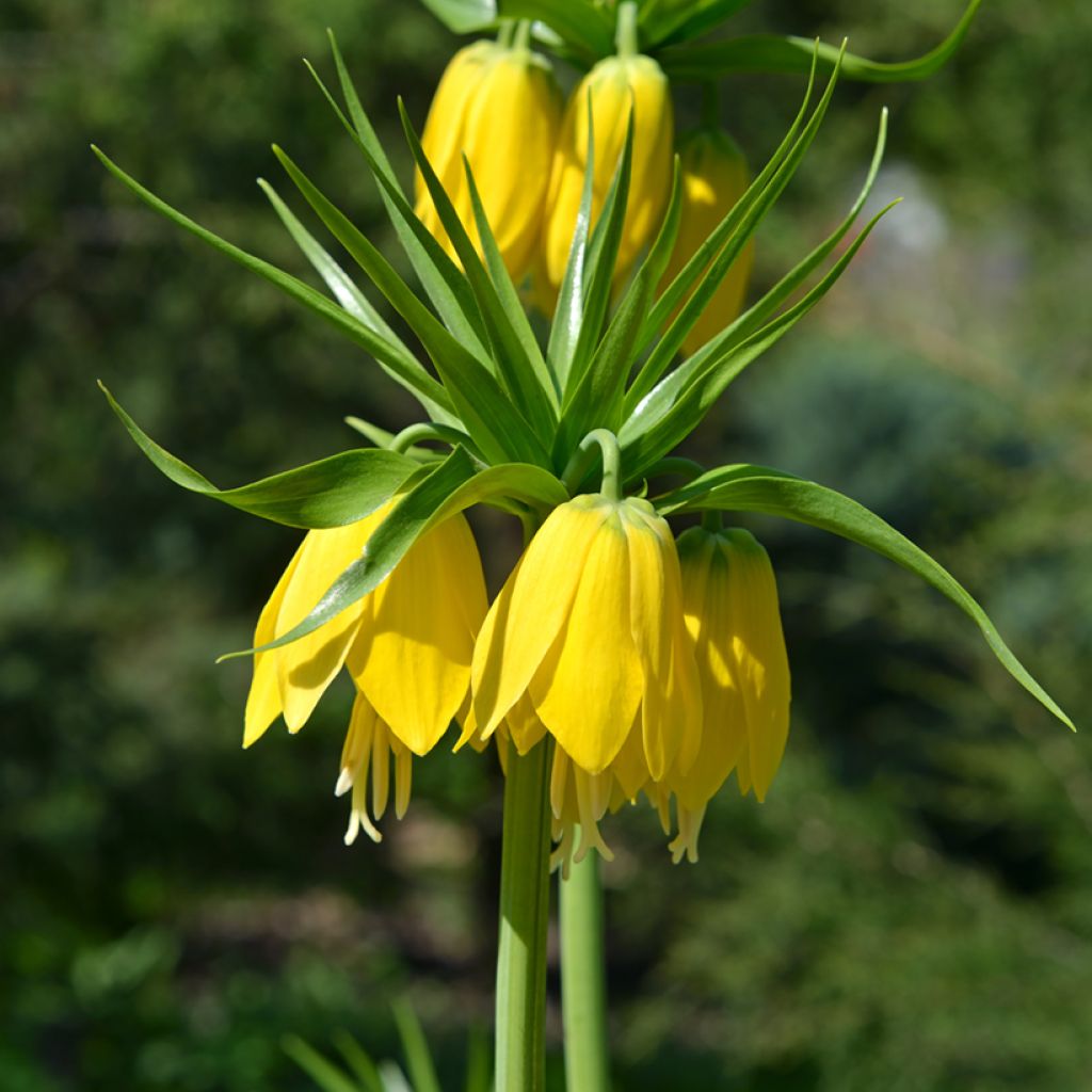 Fritillaria imperialis Lutea - Corona imperial