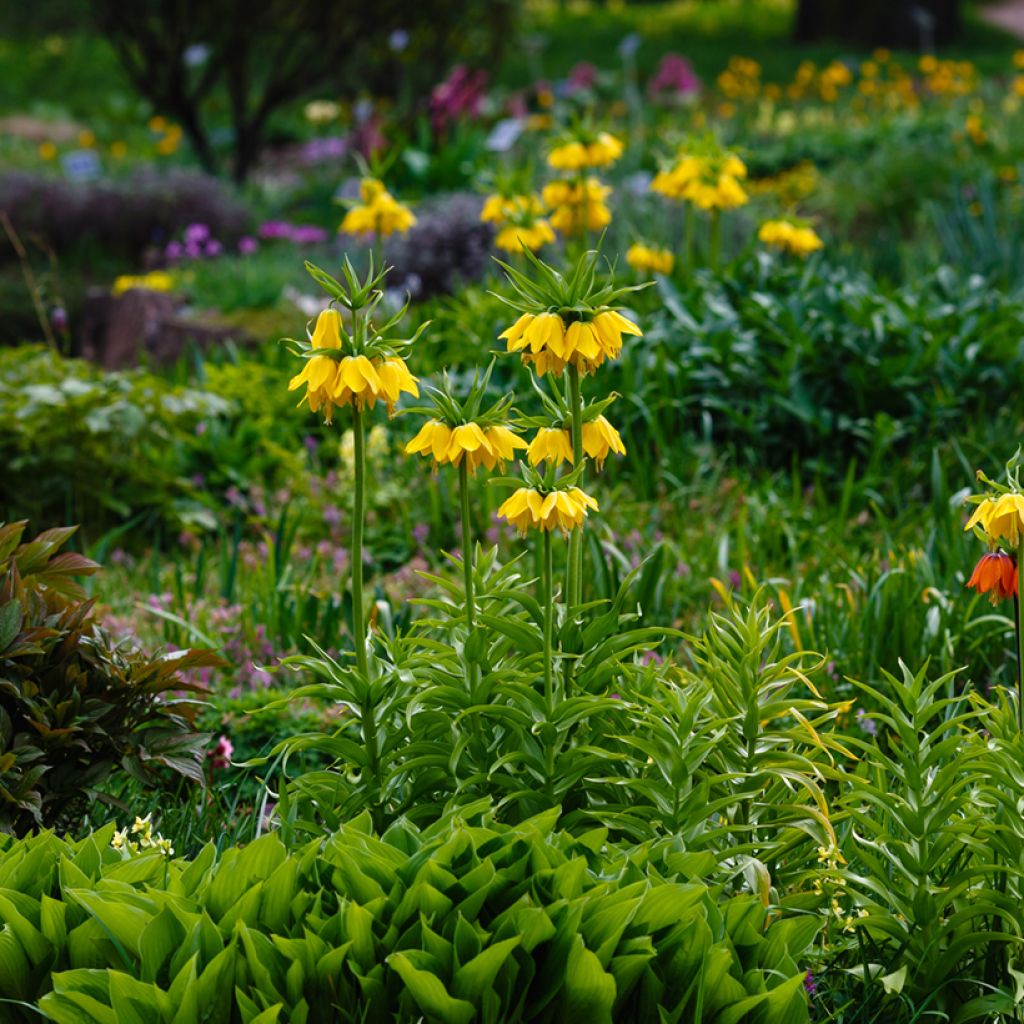 Fritillaria imperialis Lutea - Corona imperial