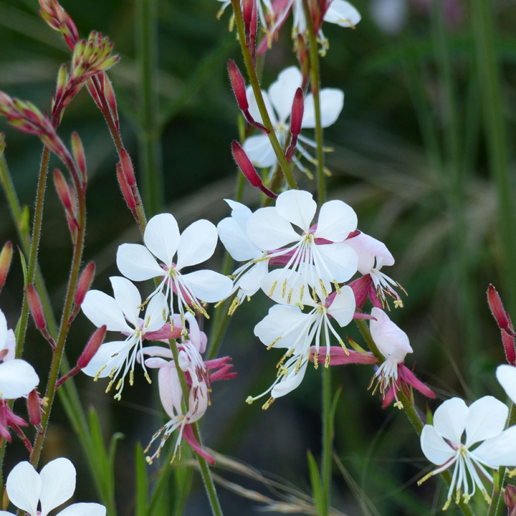 Gaura lindheimerii The Bride