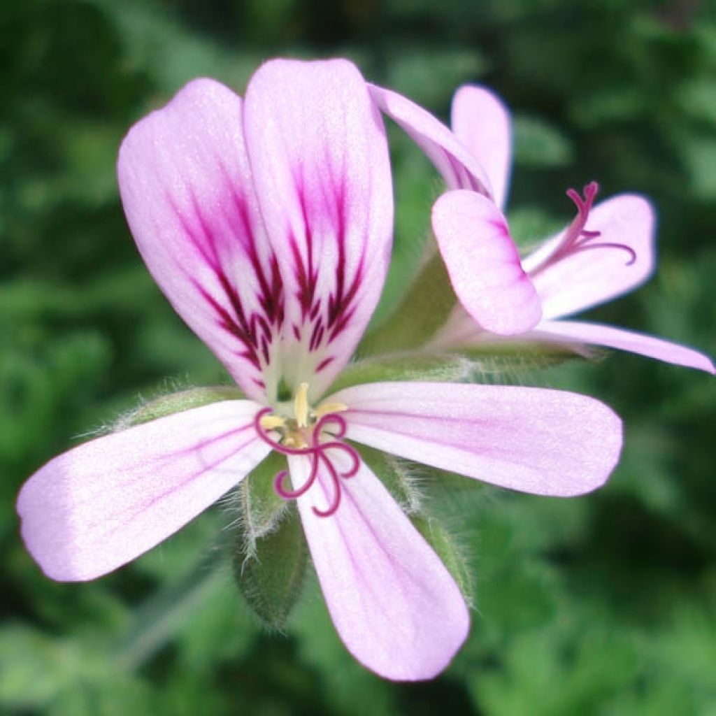 Geranio Sweet Mimosa- Pelargonium