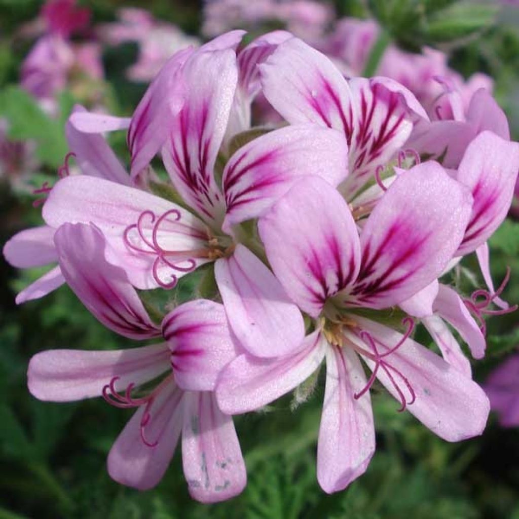 Geranio Sweet Mimosa- Pelargonium