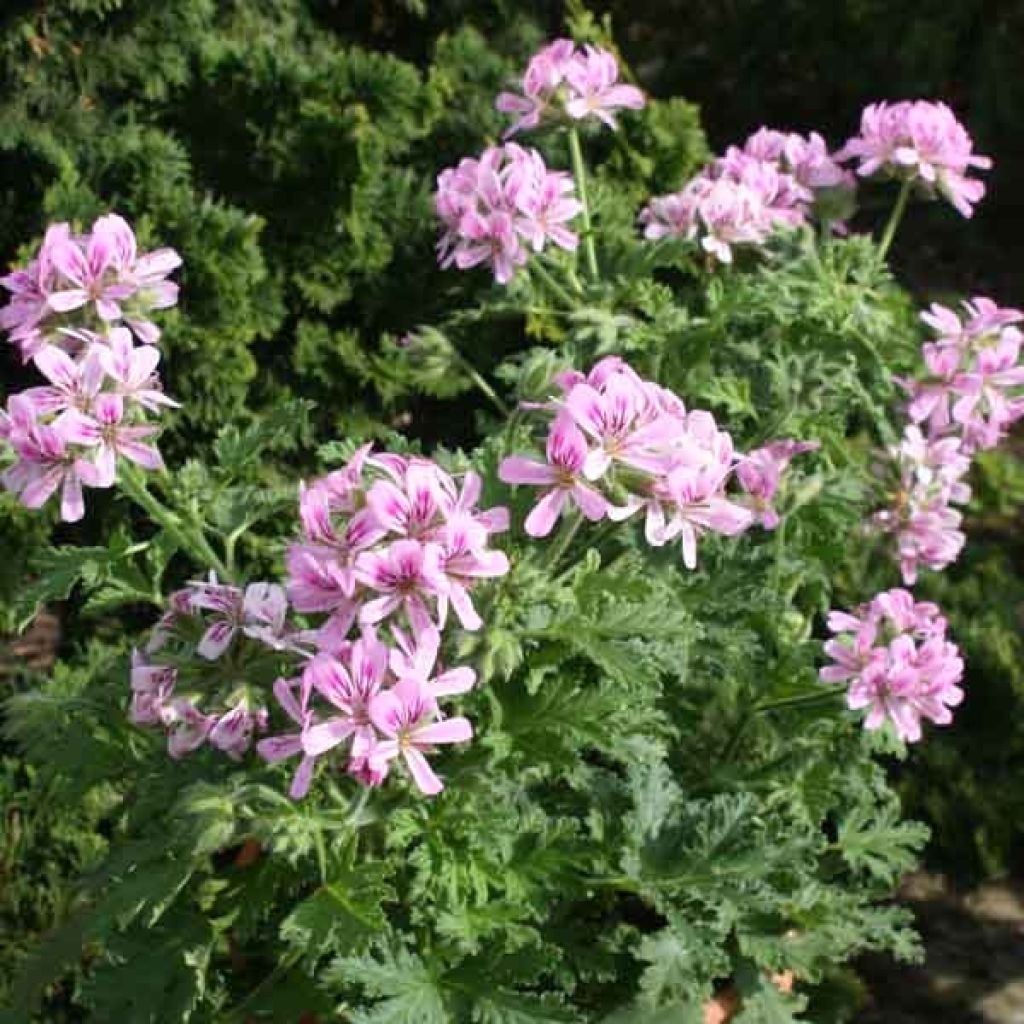 Geranio Sweet Mimosa- Pelargonium