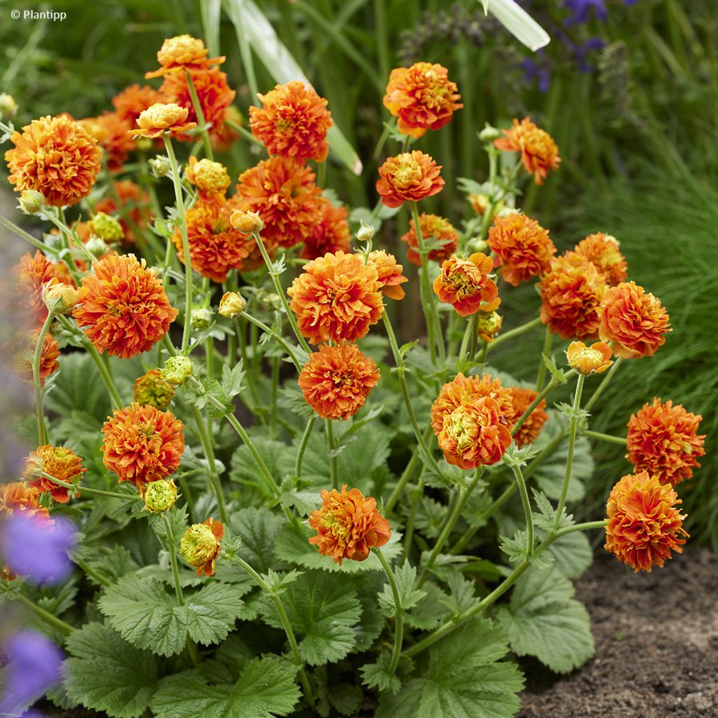 Geum Orange Pumpkin - Hierba del Clavo